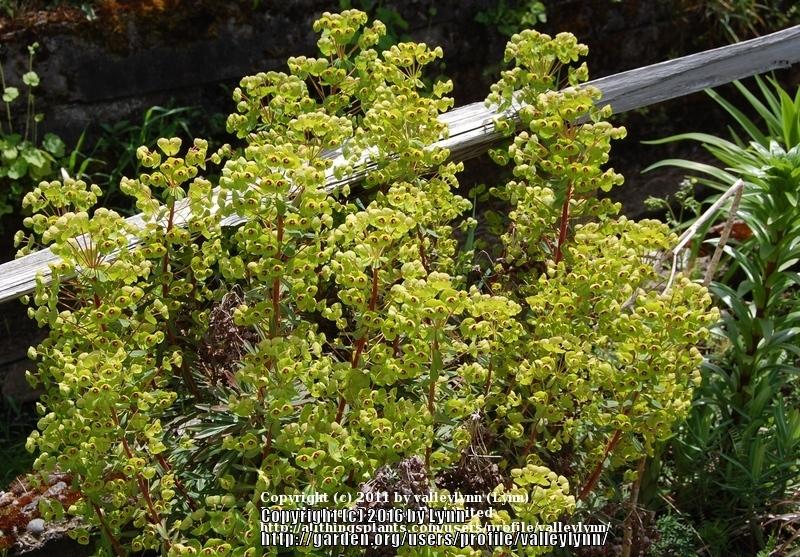 Photo of Wood Spurge (Euphorbia x martini 'Rudolph') uploaded by valleylynn