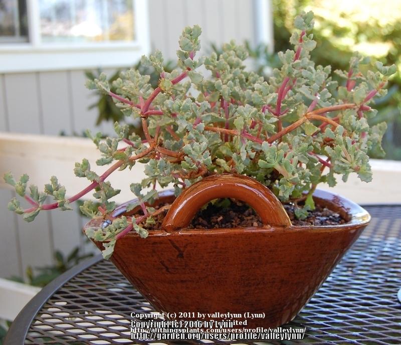 Photo of Pink Ice Plant (Oscularia deltoides) uploaded by valleylynn