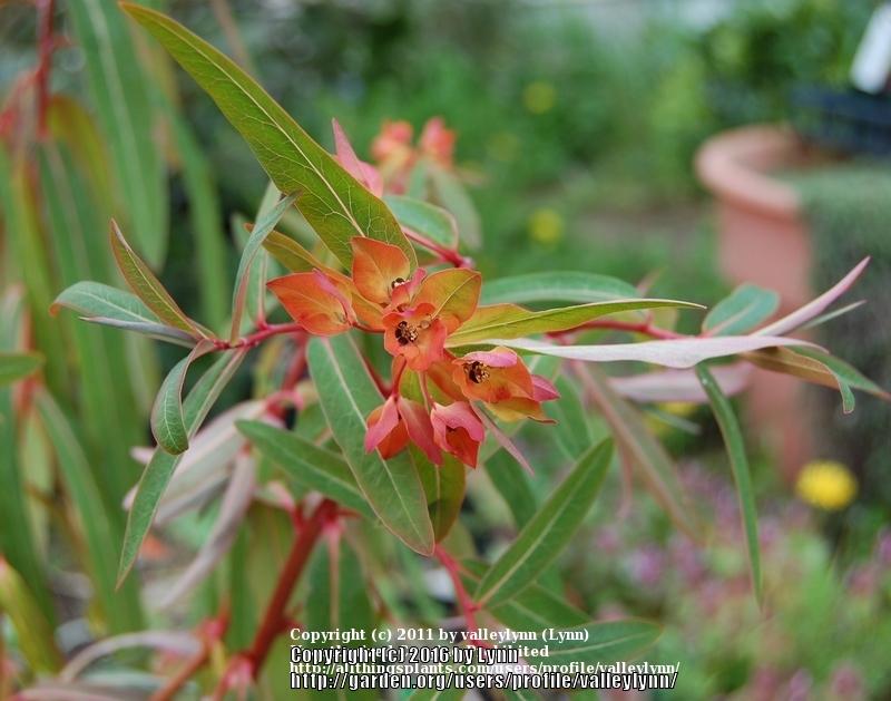 Photo of Euphorbia (Euphorbia griffithii 'Fireglow') uploaded by valleylynn