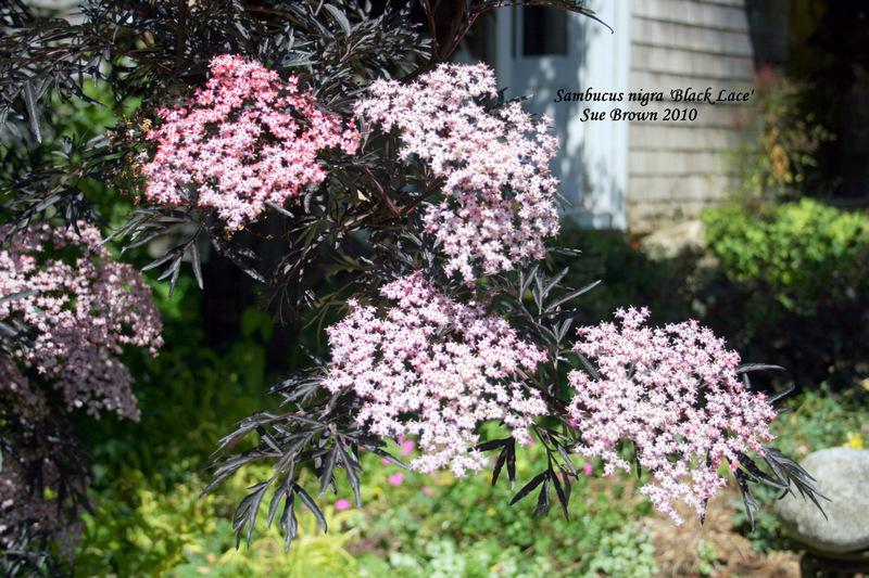 Photo of Elderberry (Sambucus nigra Black Lace™) uploaded by Calif_Sue