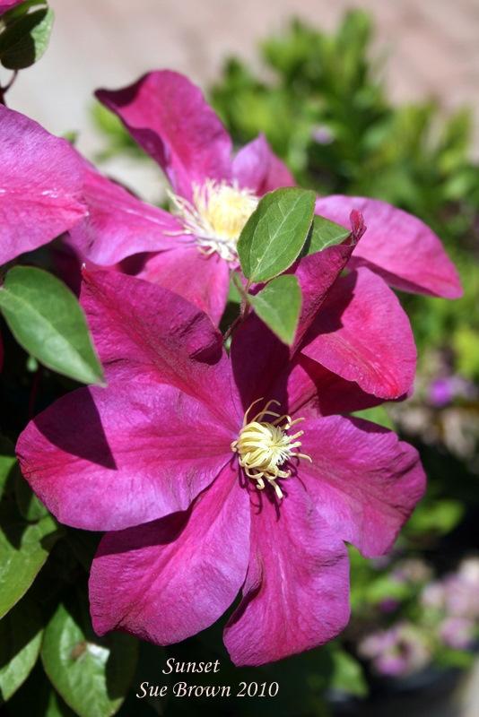 Photo of Clematis 'Sunset' uploaded by Calif_Sue