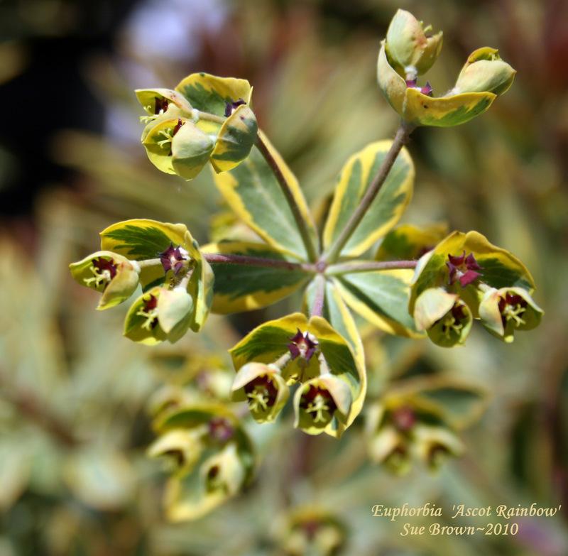Photo of Euphorbia (Euphorbia x martini 'Ascot Rainbow') uploaded by Calif_Sue