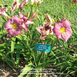 Location: Valley of the Daylilies in Lebanon, OH. Home of Dan and Jackie Bachman
Date: 2005-07-07