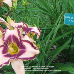 Location: Valley of the Daylilies in Lebanon, OH. Home of Dan and Jackie Bachman
Date: 2005-07-11