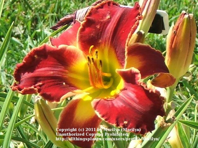 Photo of Daylily (Hemerocallis 'Light the Fire Again') uploaded by Marilyn