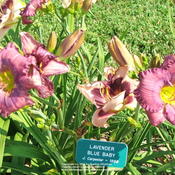 Location: Valley of the Daylilies in Lebanon, OH. Home of Dan and Jackie BachmanDate: 2005-07-11