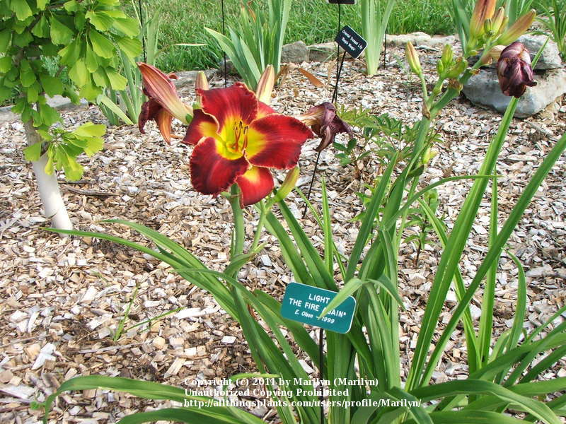 Photo of Daylily (Hemerocallis 'Light the Fire Again') uploaded by Marilyn