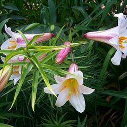 Location: In my garden. 
White Trumpet lilies.