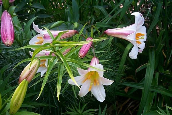 Photo of Regal Lily (Lilium regale) uploaded by Newyorkrita