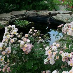 Location: In my garden. 
Abigail Adams rose in bloming in front of my pond.