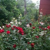 Location: In my garden. Roses along the house.