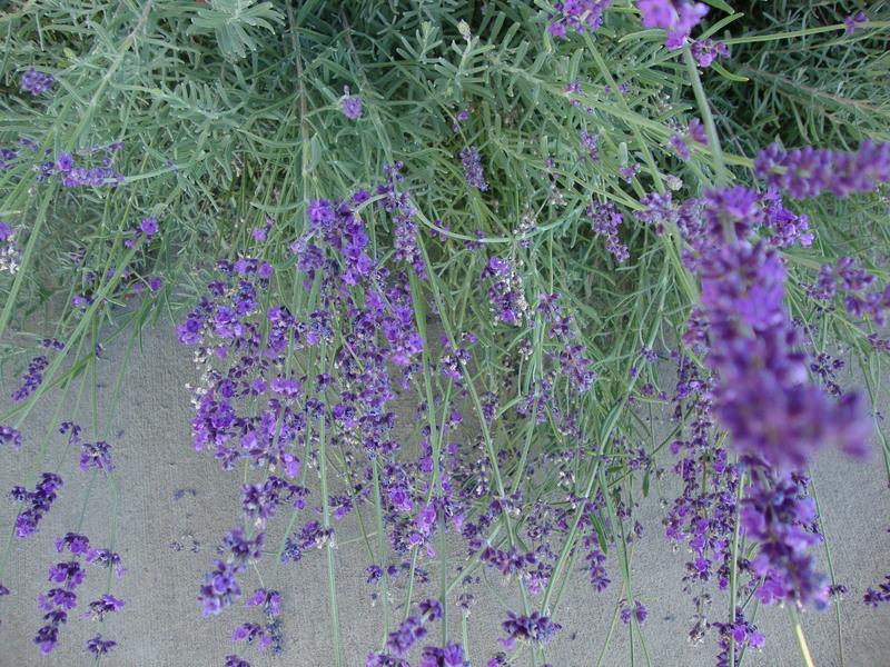 Photo of English Lavender (Lavandula angustifolia) uploaded by Paul2032