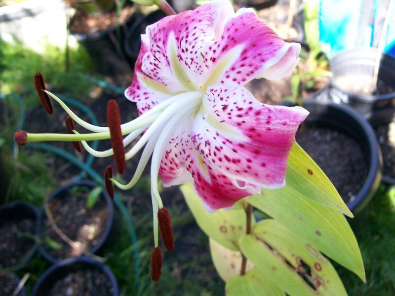 Photo of Rubrum Lily (Lilium speciosum var. speciosum) uploaded by gwhizz