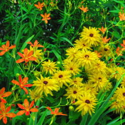 Location: central Illinois
Date: 2011-07-14
with Rudbeckia (makes a complementry color scheme)