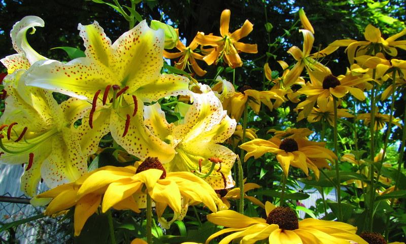 Photo of Lily (Lilium 'Mint Fizz') uploaded by jmorth