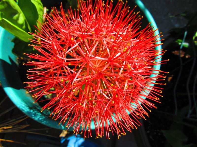 Photo of African Blood Lily (Scadoxus multiflorus) uploaded by jmorth