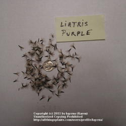 Location: Cincinnati, Ohio
Date: October 2011
Liatris kobold purple seeds