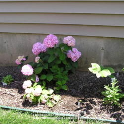 Location: Cincinnati, Ohio
Date: June 2008
This Hydrangea Endless Summer was easily propagated by layering o