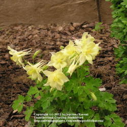 Location: Cincinnati, Ohio
Date: Spring 2007
Columbine Origami yellow