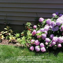 Location: Cincinnati, Ohio
Date: June 2010
Endless Summer, pink blossoms in alkaline soil.
