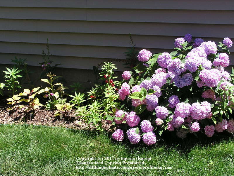 Photo of Bigleaf Hydrangea (Hydrangea macrophylla Endless Summer® The Original) uploaded by kqcrna