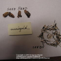 Location: Cincinnati, Ohio
Date: October 2011
Marigold seeds