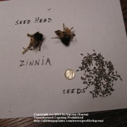 Location: Cincinnati, Ohio
Date: October 2011
Profusion zinnia seeds