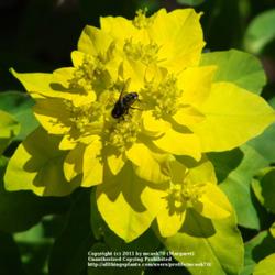 Location: My garden.
Date: 2010-06-12
#Pollination