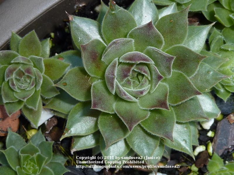 Photo of Hen and Chicks (Sempervivum 'Pacific Joyce') uploaded by sandnsea2
