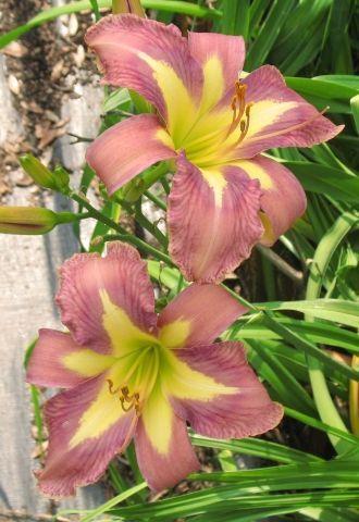 Photo of Daylily (Hemerocallis 'Aerial Applique') uploaded by vic