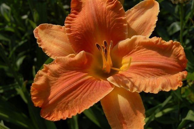 Photo of Daylily (Hemerocallis 'Aesop's Fables') uploaded by vic