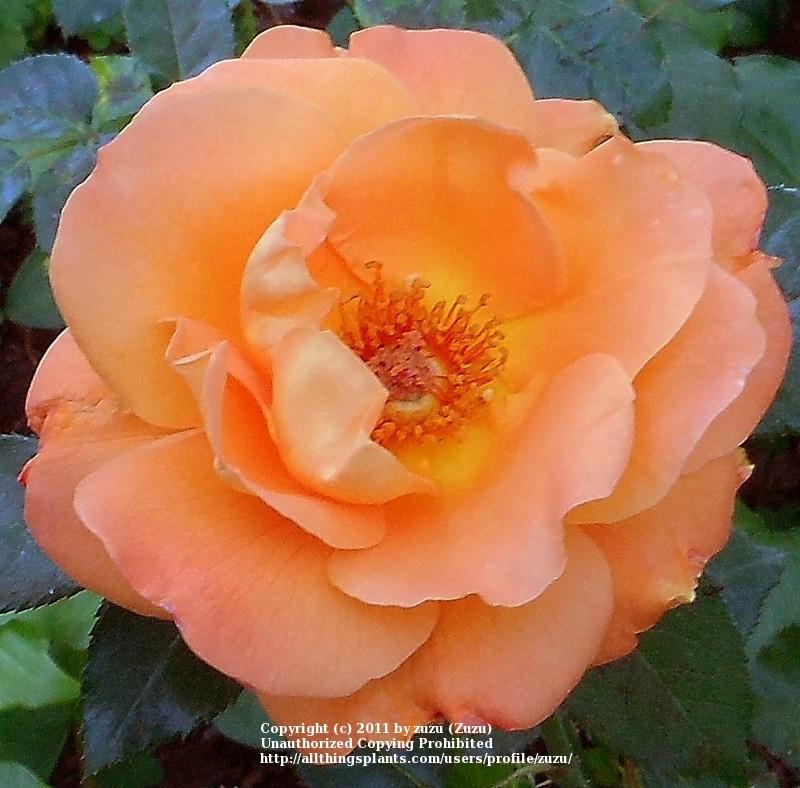 Photo of Rose (Rosa 'New Year') uploaded by zuzu