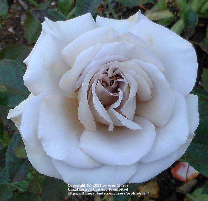 Photo of Rose (Rosa 'Stephen Rulo') uploaded by zuzu