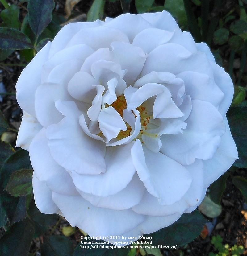 Photo of Rose (Rosa 'Stephen Rulo') uploaded by zuzu