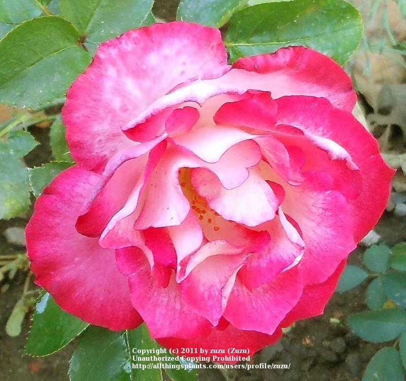 Photo of Rose (Rosa 'Double Take') uploaded by zuzu