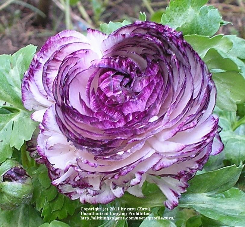 Photo of Persian Buttercup (Ranunculus subtilis 'Purple Picotee') uploaded by zuzu