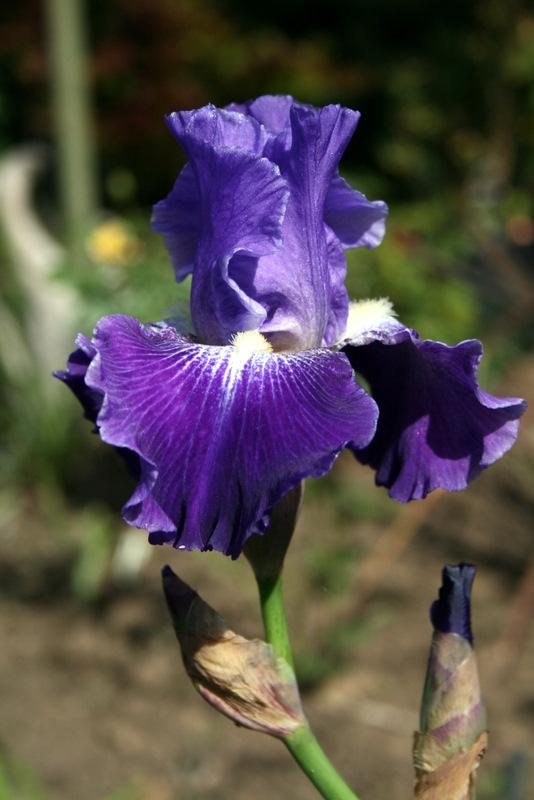 Photo of Tall Bearded Iris (Iris 'Daughter of Stars') uploaded by Calif_Sue
