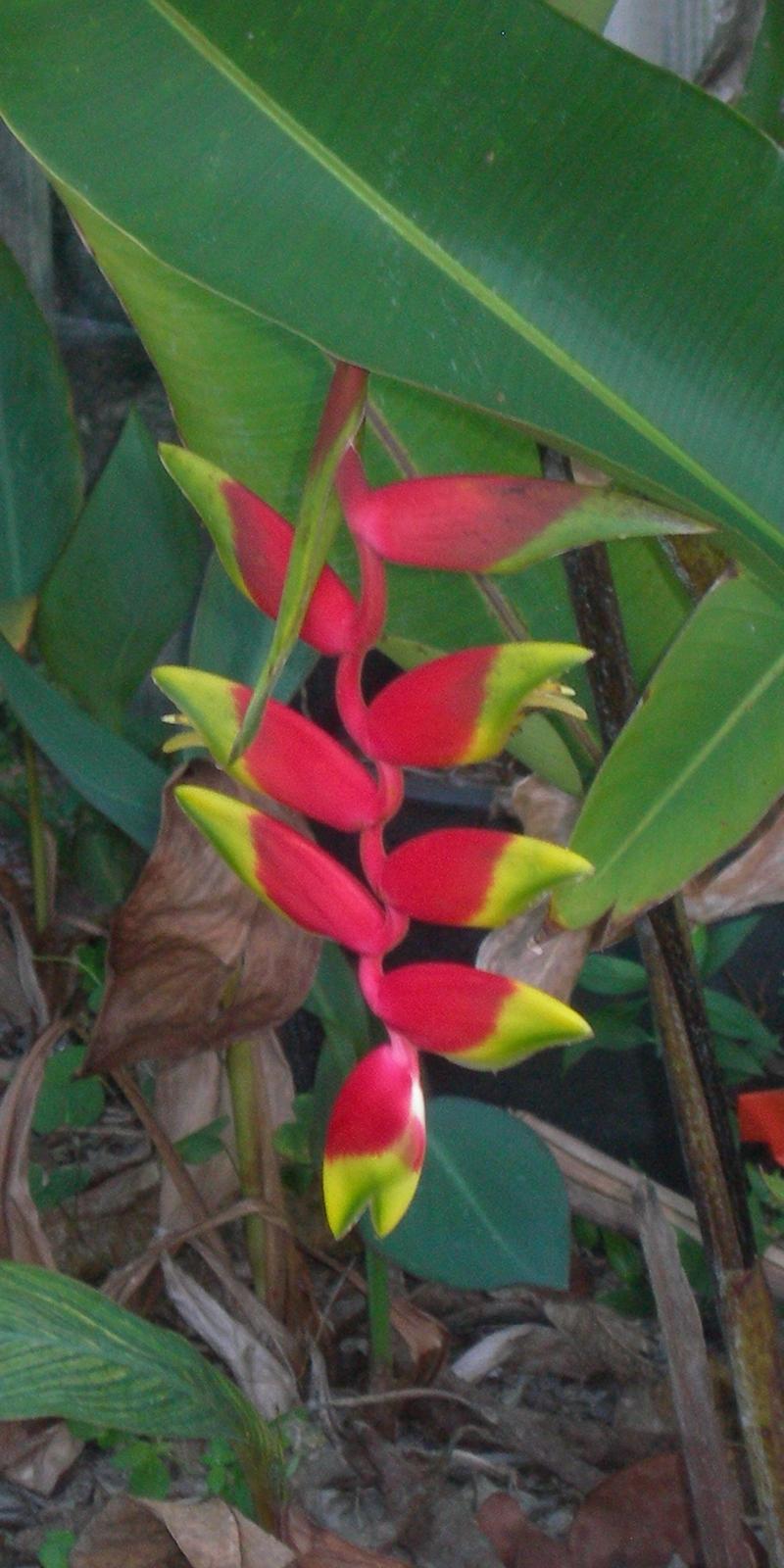 Photo of Hanging Lobster Claw (Heliconia rostrata) uploaded by Dutchlady1