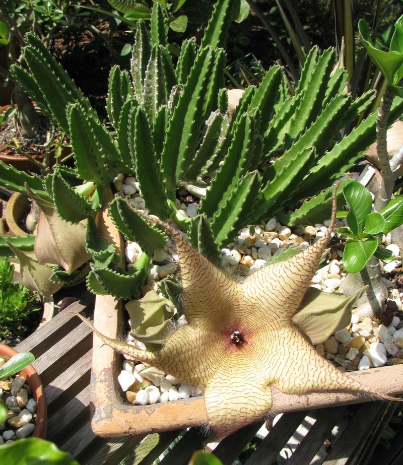 Photo of Starfish Plant (Ceropegia gigantea) uploaded by Dutchlady1