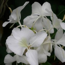 Location: Southwest Florida
Date: fall 2008
intensely fragrant blooms