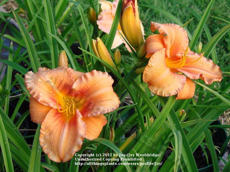 Photo of Daylily (Hemerocallis 'Leebea Orange Crush') uploaded by Joy