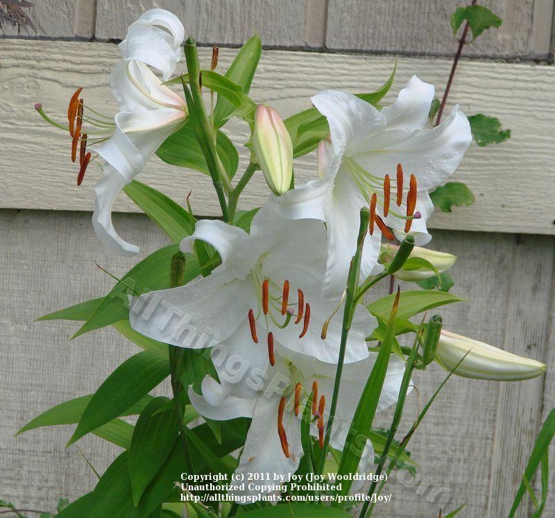 Photo of Oriental Lily (Lilium 'Casa Blanca') uploaded by Joy
