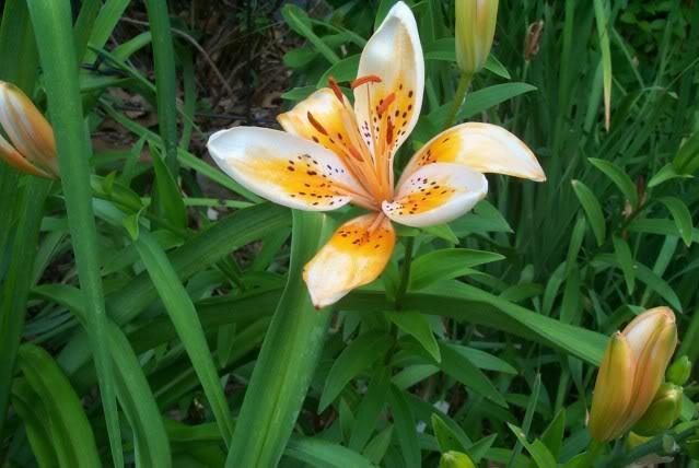 Photo of Lily (Lilium 'Orange Electric') uploaded by Newyorkrita