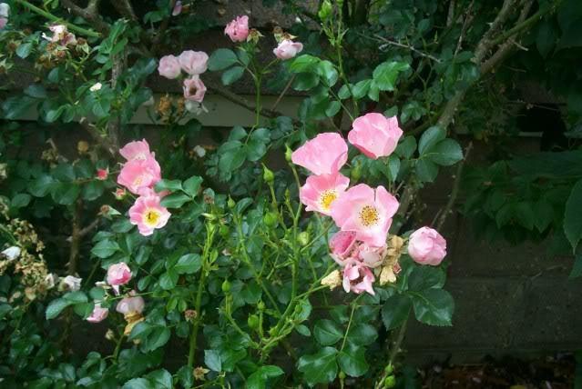 Photo of Rose (Rosa 'Carefree Delight') uploaded by Newyorkrita