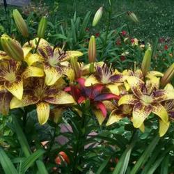 Location: In MY Garden 
Yellow speckled lilies.