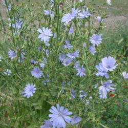 Location: Road side...Pl. Grove, Utah
Date: 2009-07-11
A pretty weed...nice shades of blue