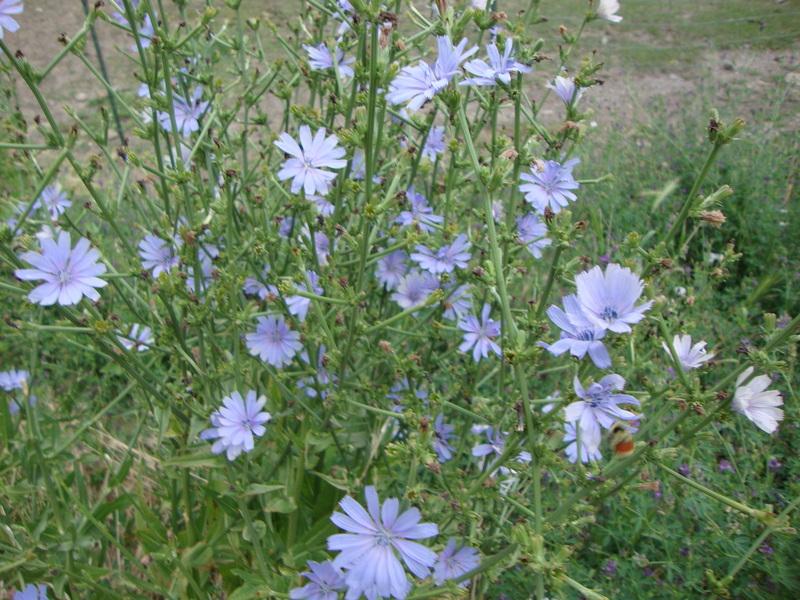 Photo of Chicory (Cichorium intybus) uploaded by Paul2032