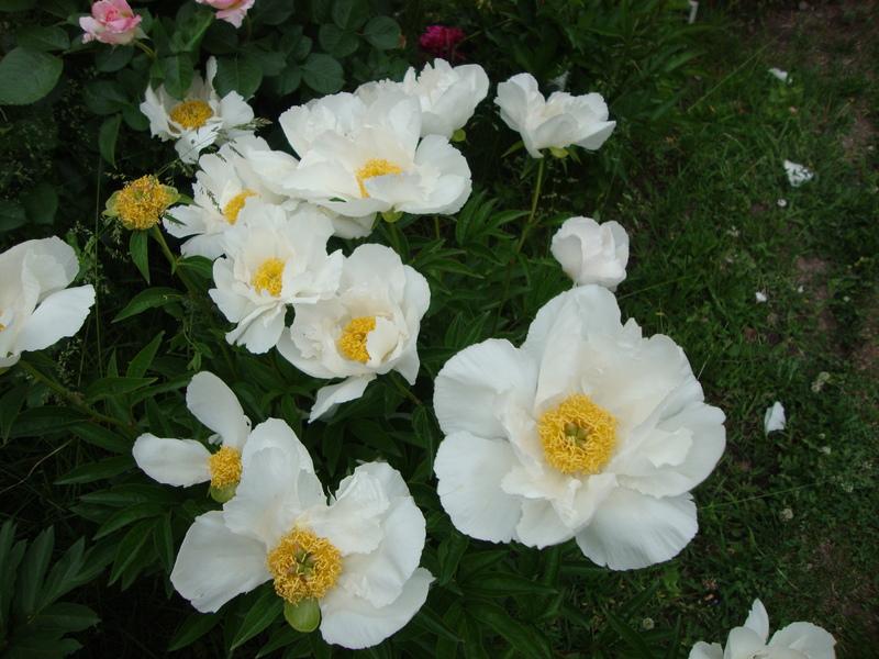 Photo of Peony (Paeonia lactiflora 'Krinkled White') uploaded by Paul2032