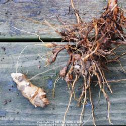 Location: Natural Area in Northeastern Indiana
Date: 2011-10-22
Underground systems - plant has both rhizomes and tubers.