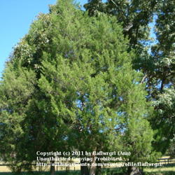 Location: zone 8/9 Lake City, Florida
Date: 2011-10-22
Tree